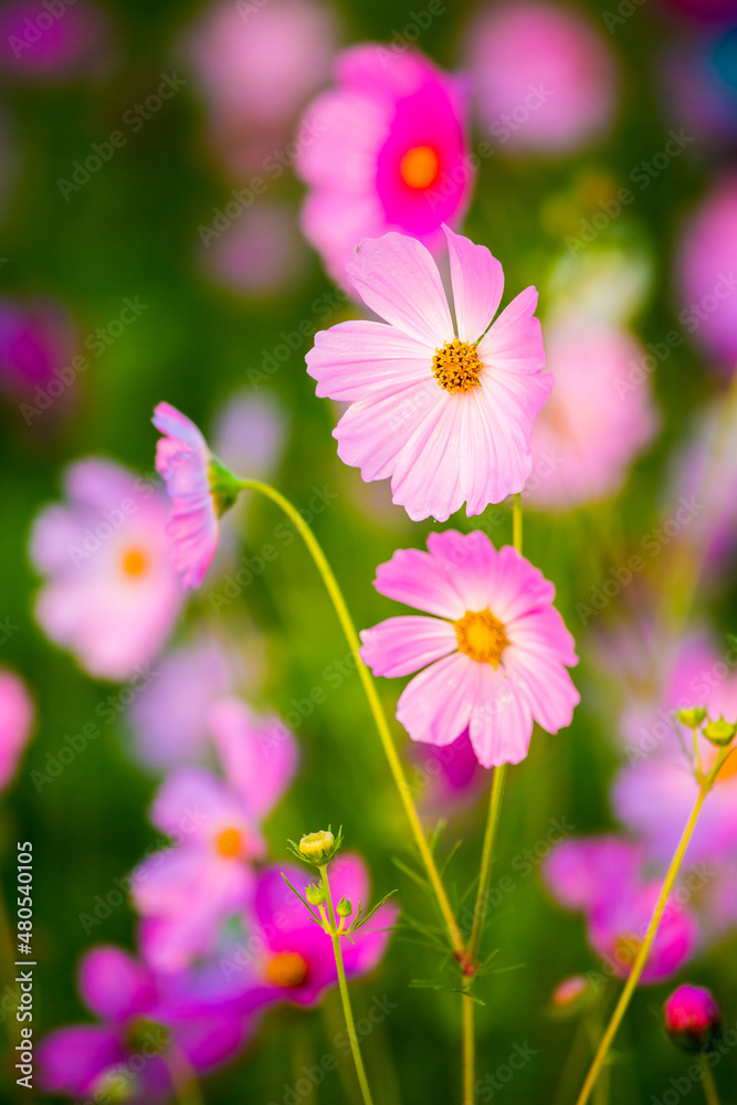 Cosmos flowers in the garden , Lumphum province Thailand. Cosmos flowers in the garden , Lumphum province Thailand.