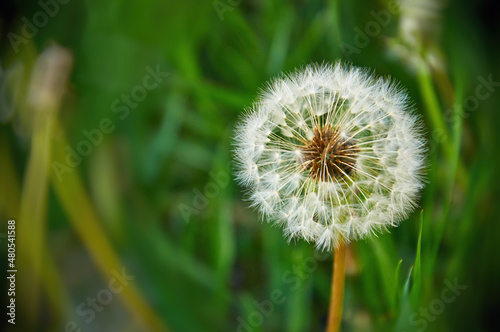 Closeup of a dandelion. Beautiful flowers in the meadow. Dandelions in nature. High quality photo. Selective focus.