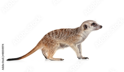 Meerkat isolated on a white background