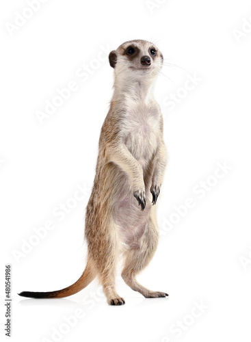 Obraz na plátne Funny meerkat stands on its hind legs