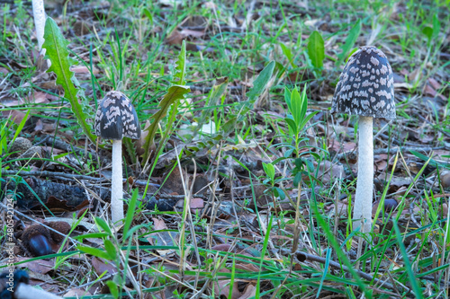 Two Coprinopsis picacea is a species of fungus in the family Psathyrellaceae. photo