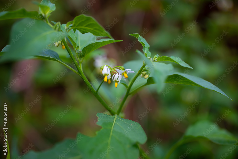 close-up black nightshade beautiful flowers close-up black nightshade beautiful flowers