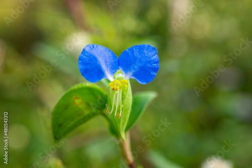 Close-up of beautiful Commelina communis flowers photo