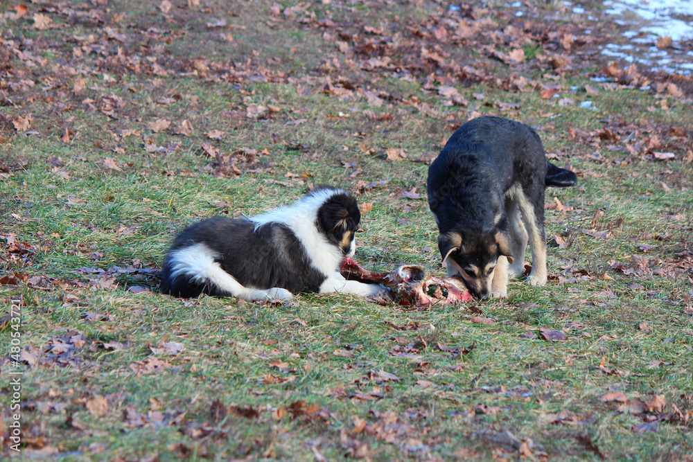 young puppies savor delicious fresh bone