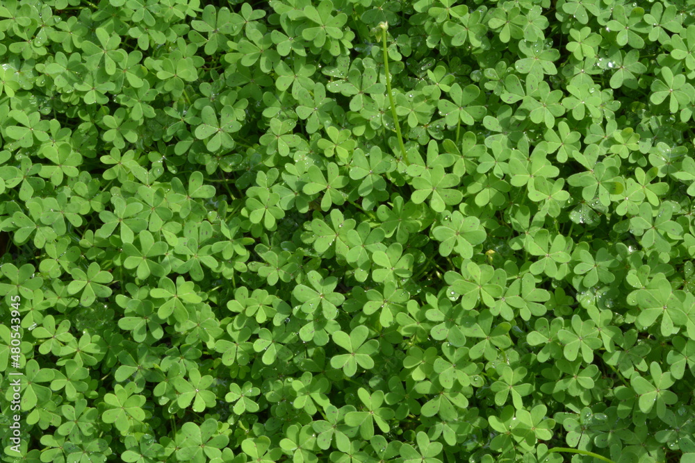 Green bright buttercup carpet - Bermuda buttercup Green bright buttercup carpet - Bermuda buttercup