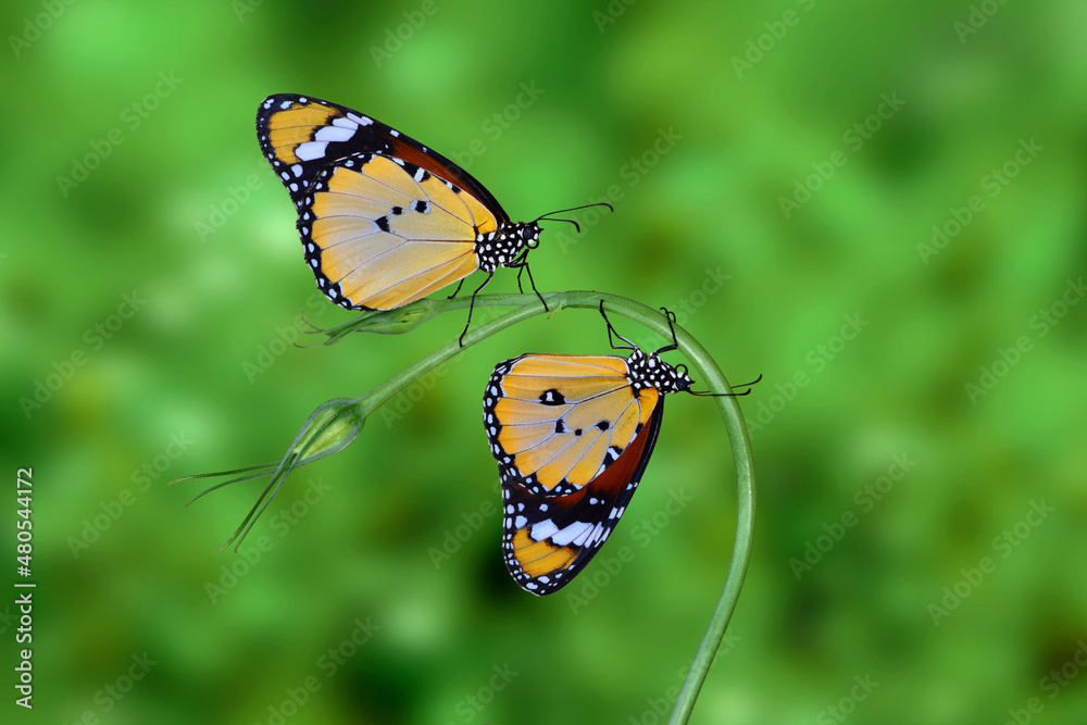 Obraz premium Macro shots, Beautiful nature scene. Closeup beautiful butterfly sitting on the flower in a summer garden.