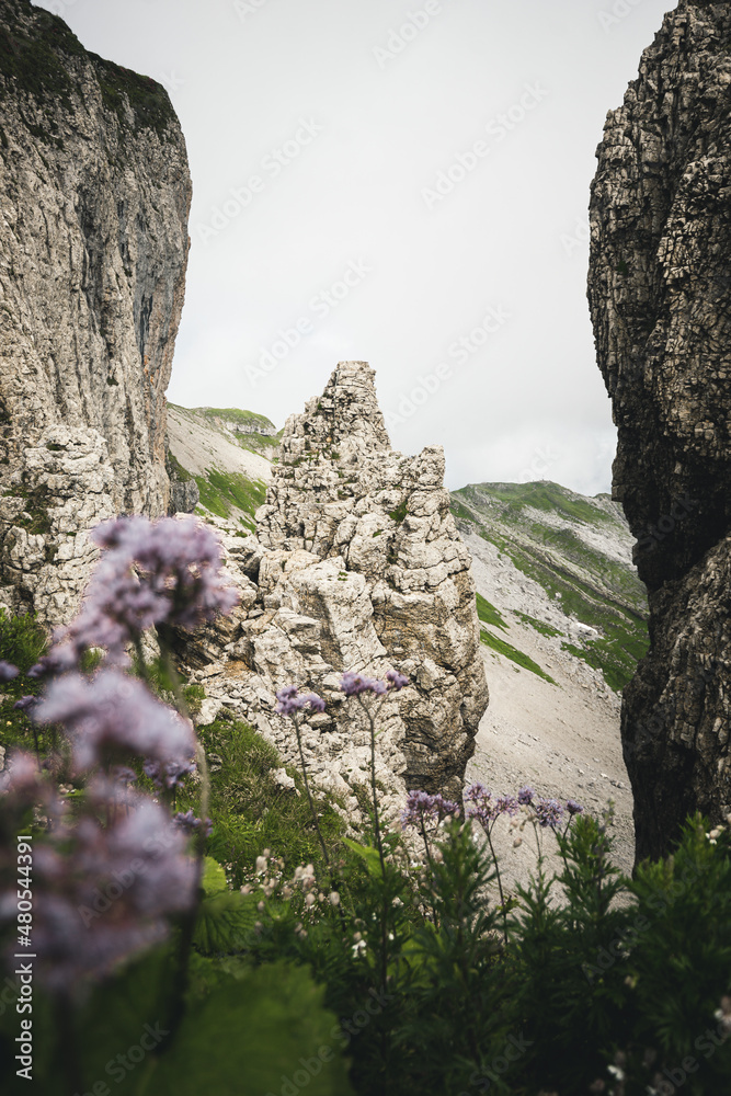 Felssäulen Berg mit Blumen im Vordergrund 