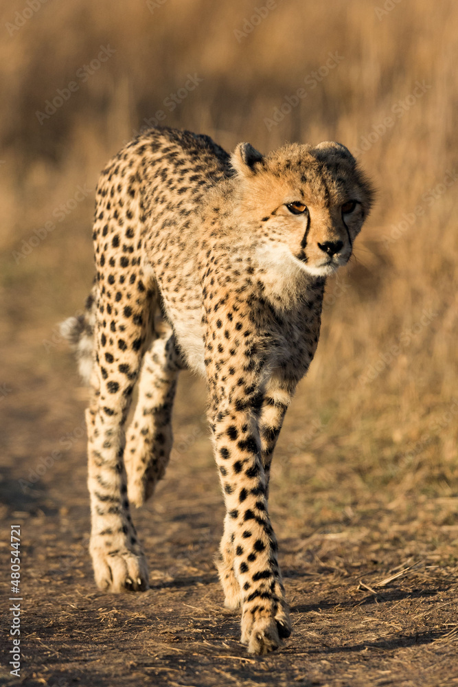 Naklejka premium Cheetah cub