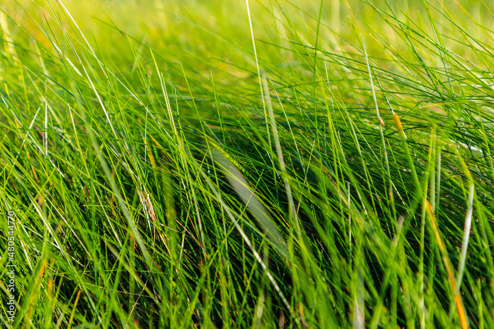 Obraz premium Green grass background