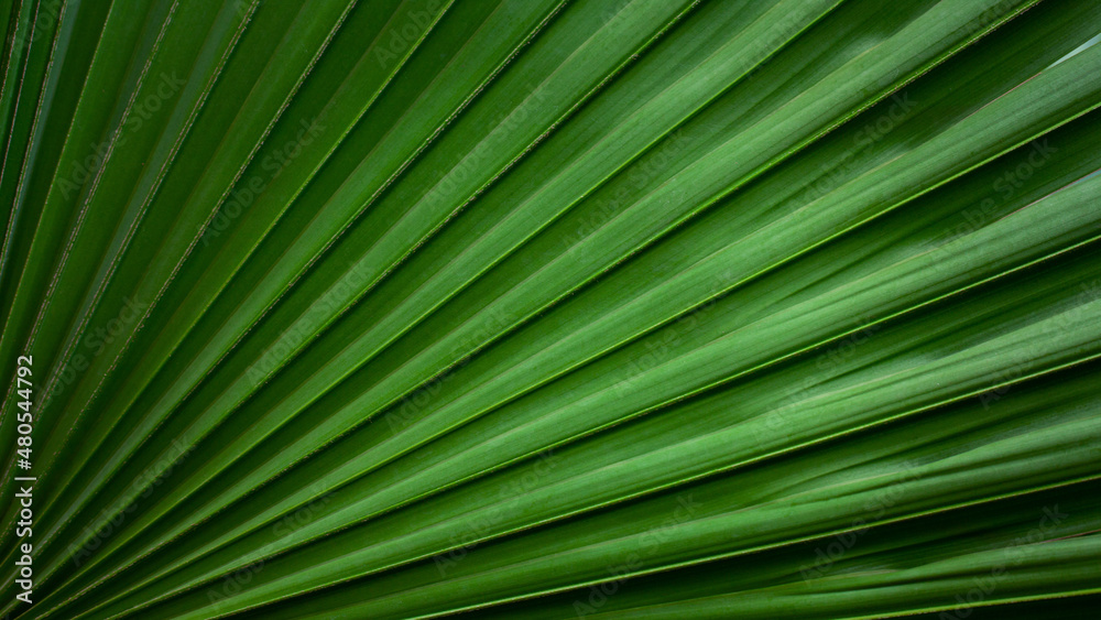 abstract palm leaf texture, dark green foliage nature background. abstract palm leaf texture, dark green foliage nature background.