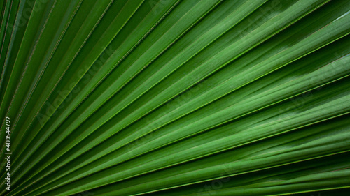 abstract palm leaf texture, dark green foliage nature background. © Nabodin