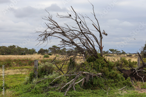 windswept tree in field