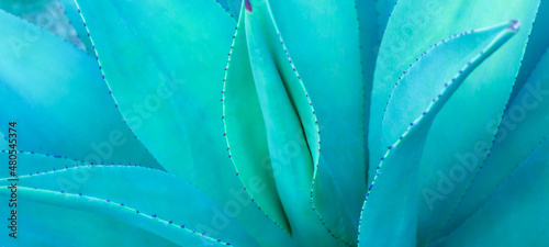 closeup agave cactus, abstract natural pattern background and textures, dark blue toned 