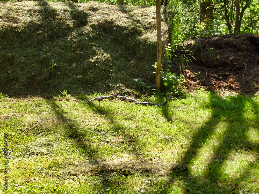 European Whip snakes (Hierophis viridiflavus) performing a mating dance