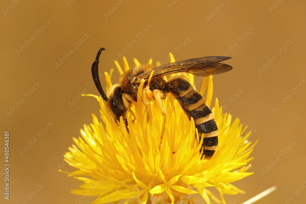 Obraz premium Closeup on a large male great banded furrow-bee, Halictus scabiosae , sitting on a flower of the Yellow starthistle, Centaurea solstitialis