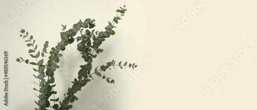 Green leaves eucalyptus branch with reflection on white wall. Light and shadow nature horizontal background.