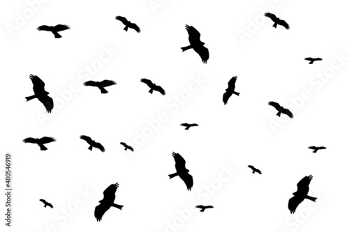 silhouette of falcons flying. falcons silhouette vector. © Nature Clicks