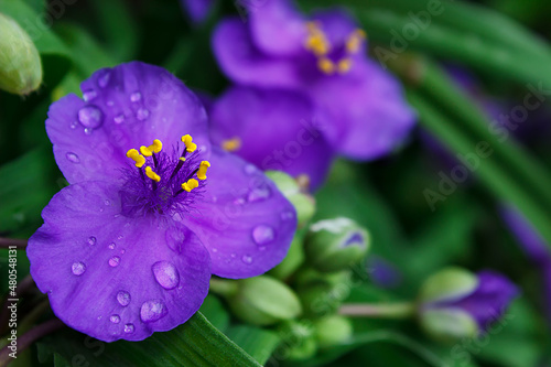 blue-violet flower of tradescantia ogai with drops after rain blooming on a green bush of a plant. Vertical photography	
Gardening, plantations and farms.