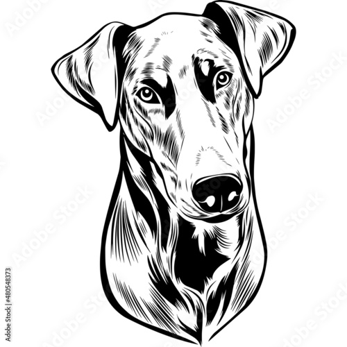 doberman Dog Head Potrait Vector on a White Background