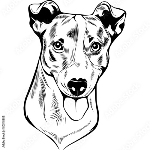 Jack Russel Terrier Dog Head Potrait Vector on a White Background