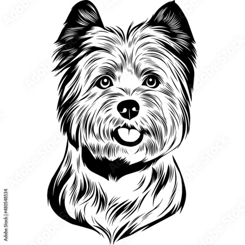 Quadro em tela Cairn Terrier Dog Head Potrait Vector on a White Background