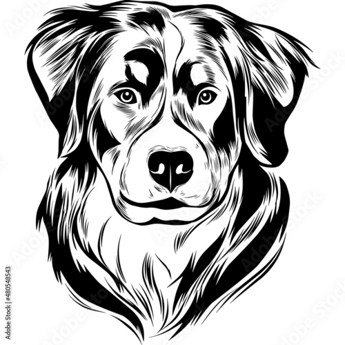 Bernese Mountain Dog Dog Head Potrait Vector on a White Background