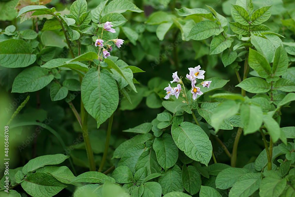 Young potatoes are growing. Flowering potatoes. Colorado beetle. Bright green foliage. Gardening, plantations and farms. Young potatoes are growing. Flowering potatoes. Colorado beetle. Bright green foliage. Gardening, plantations and farms.