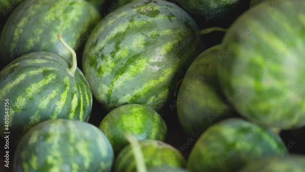 Harvest ripe watermelons. Heap of green striped watermelon. Close-up Harvest ripe watermelons. Heap of green striped watermelon. Close-up