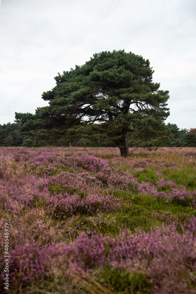 Solitary Pine tree (Pinus sylvestris) on heathfield Groote Zand, Midden-Drenthe, Drenthe, Netherlands