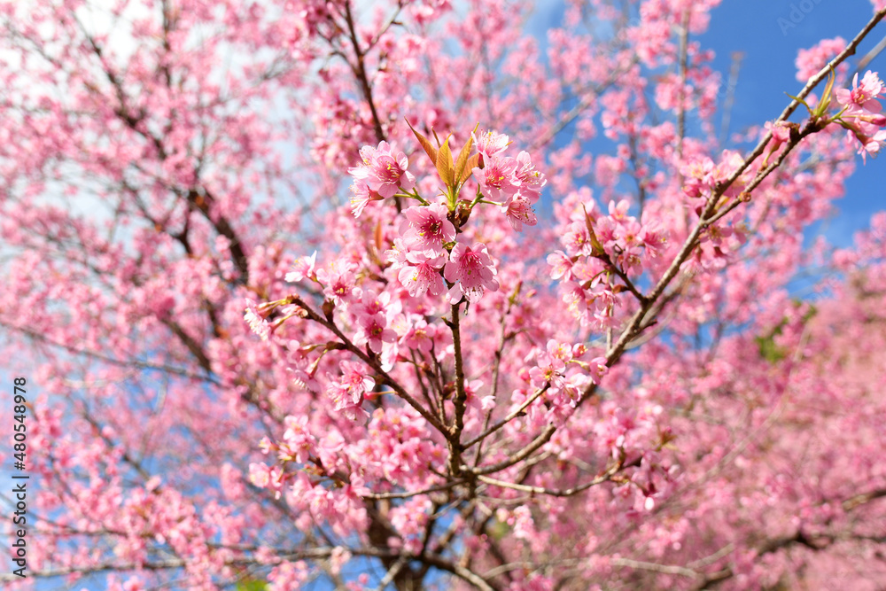 Pink Sakura flowers blooming in nature background. Pink Sakura flowers blooming in nature background.