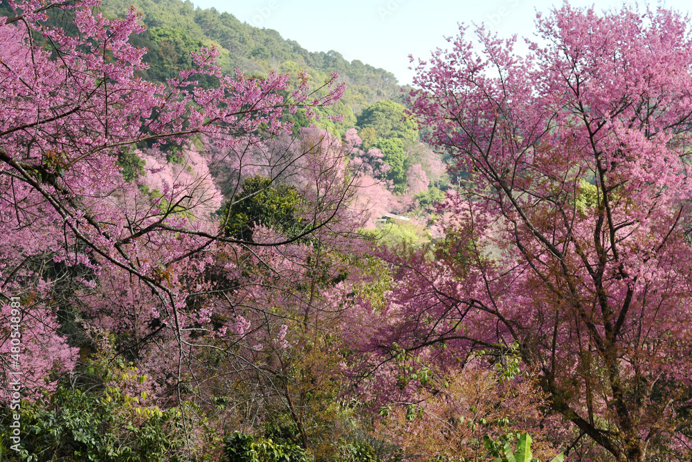 Pink Sakura flowers blooming in nature background. Pink Sakura flowers blooming in nature background.