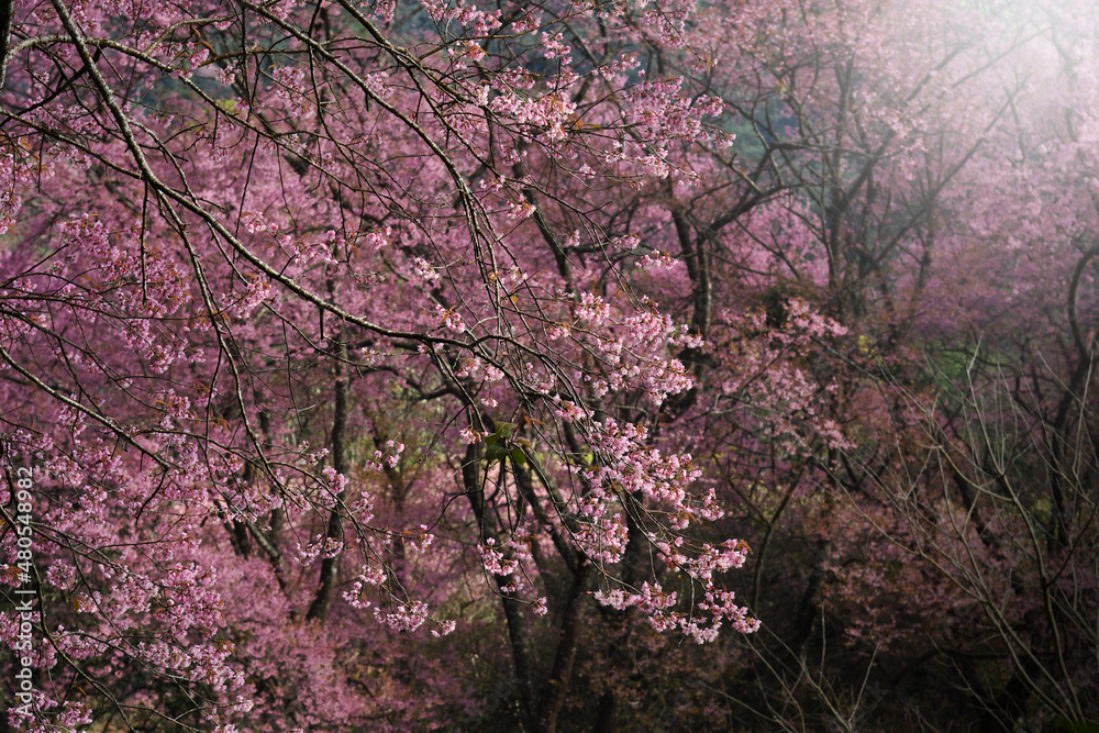 Pink Sakura flowers blooming in nature background. Pink Sakura flowers blooming in nature background.