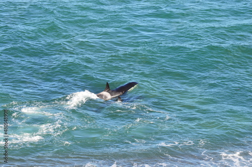 Orca Punta Vald  s Chubut Argentina