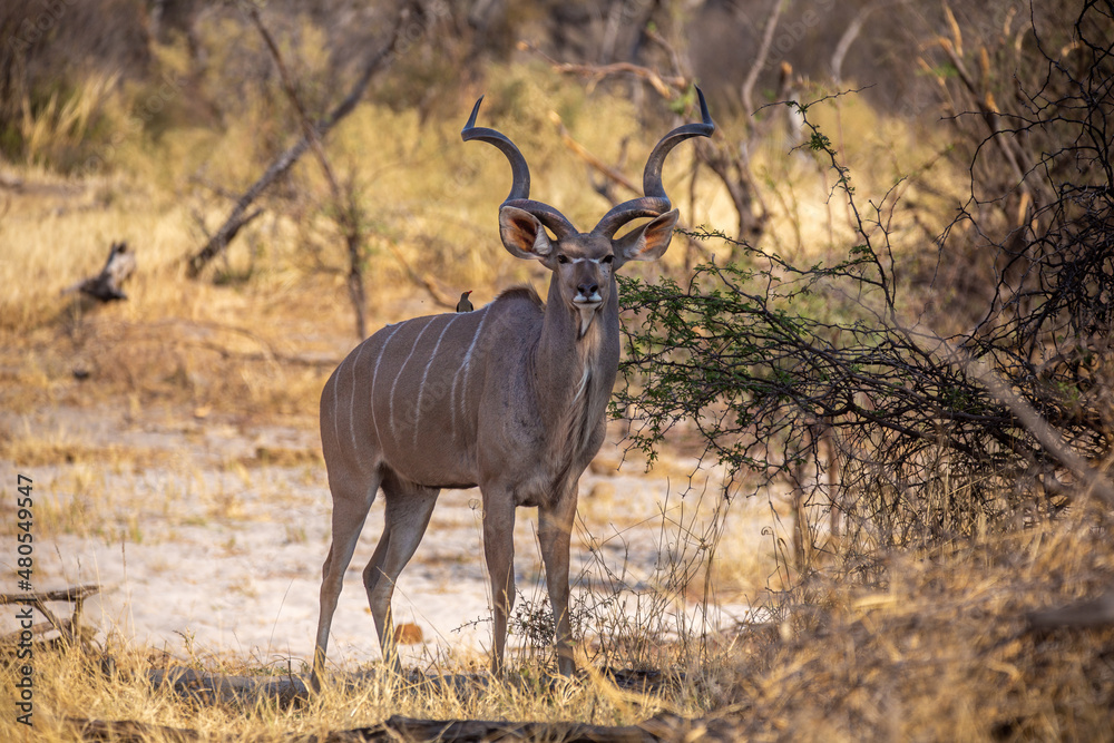 Fototapeta premium Kudu