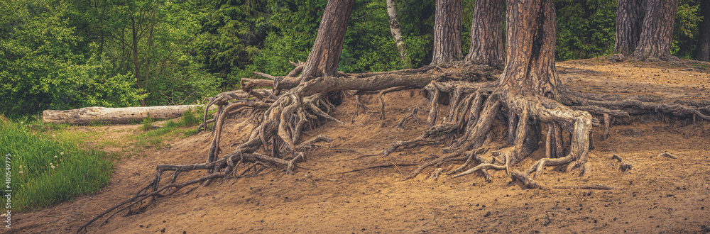 Dancing pine tree with bare roots at the sand dune Dancing pine tree with bare roots at the sand dune