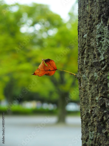 幹から出ている一枚のユリノキの枯れ葉 © smtd3