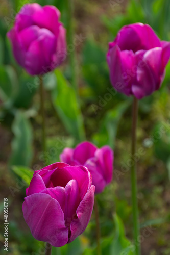bunch of blooming purple tulip flowers. beautiful floral nature background in spring