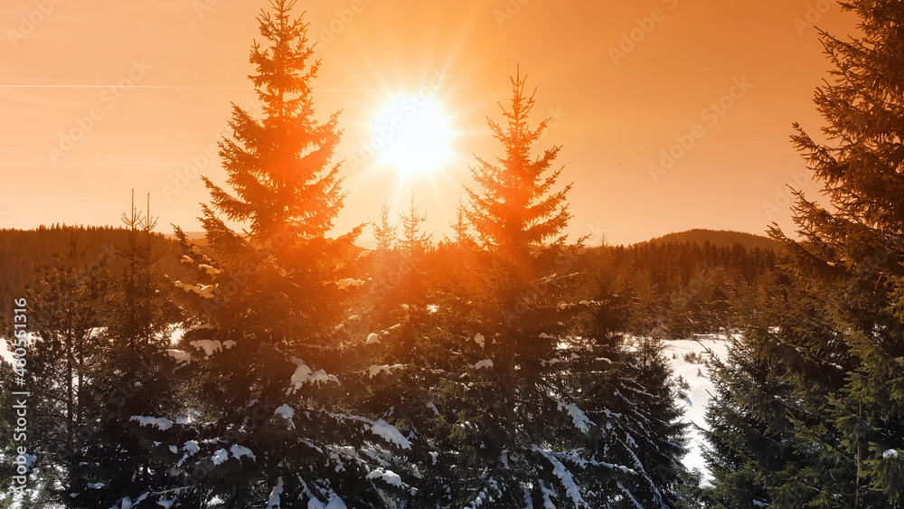 Forest in winter time at sunset, trees with snow nature beautiful Europe aerial pine forest mountain and the shining sun, season travel white frozen nature idyllic