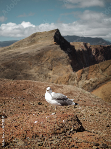 Seagull surrounded by the rugged rocky coastal landscape of the Ponta de São Lourenço peninsula, Madeira, Portugal