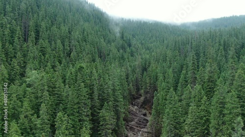 Flying on a coniferous forest in the mountains. Carpathian mmountains. Gorgany. photo