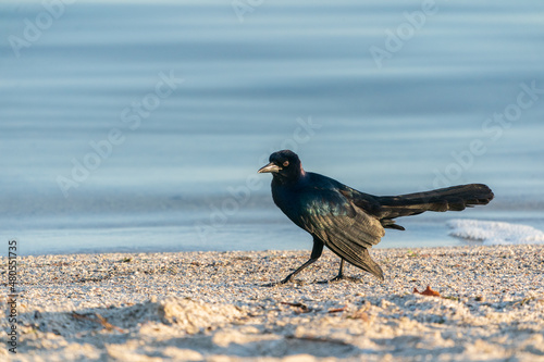 The boat-tailed grackle (Quiscalus major) photo