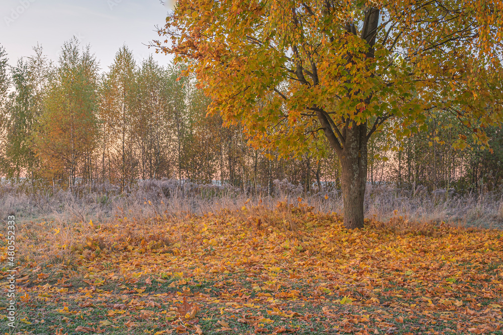 Autumn trees in the park