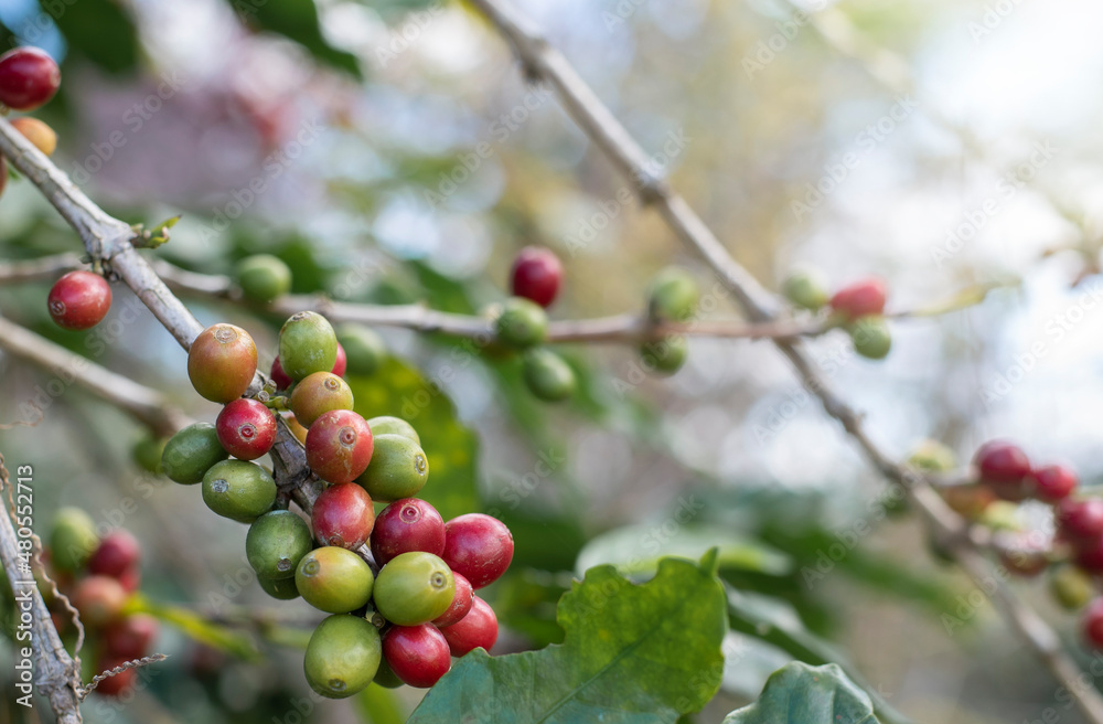 red and green coffee beans on tree organic farming concept.