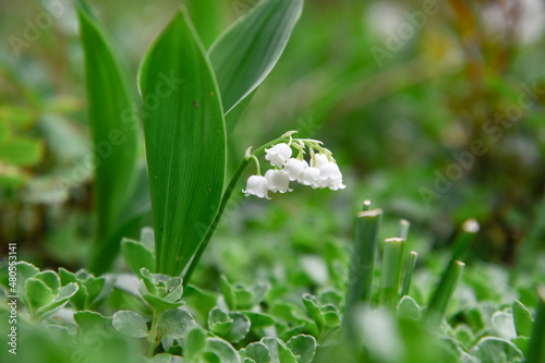 lily of the valley blooming in the forest