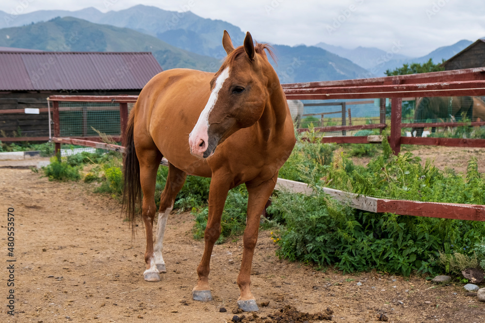 Obraz premium horse in the stable