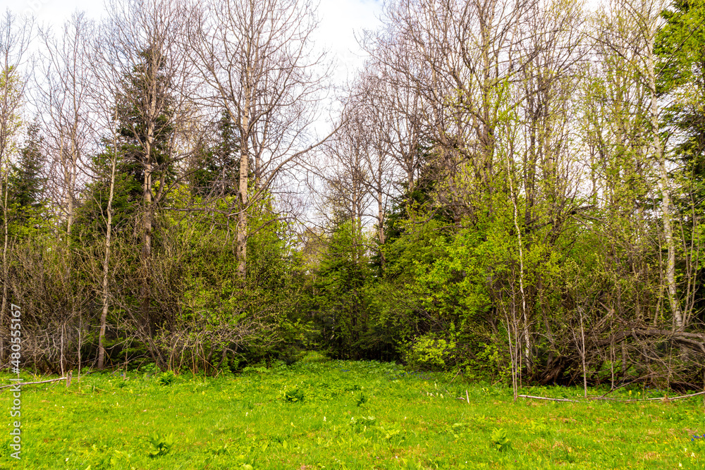 Fototapeta premium mixed forest - deciduous and coniferous in early spring when there are no leaves, and first flowers have already bloomed