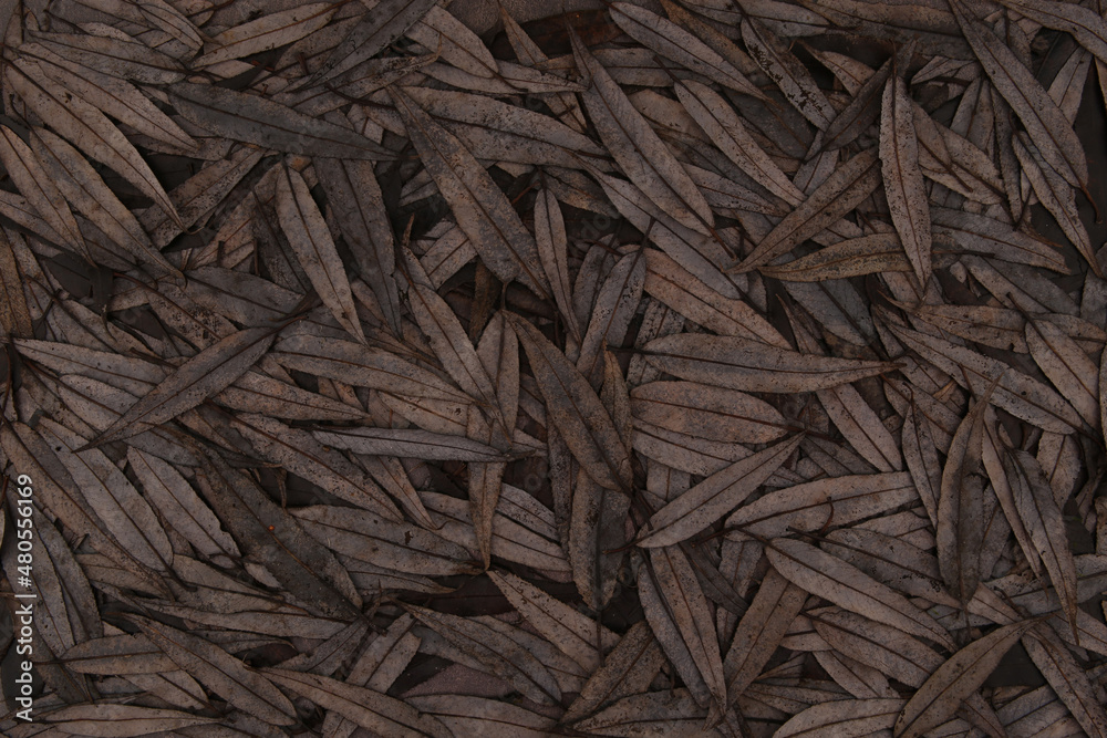 Abstract brown dry willow leaves background. Texture of falling leaves in winter time.
