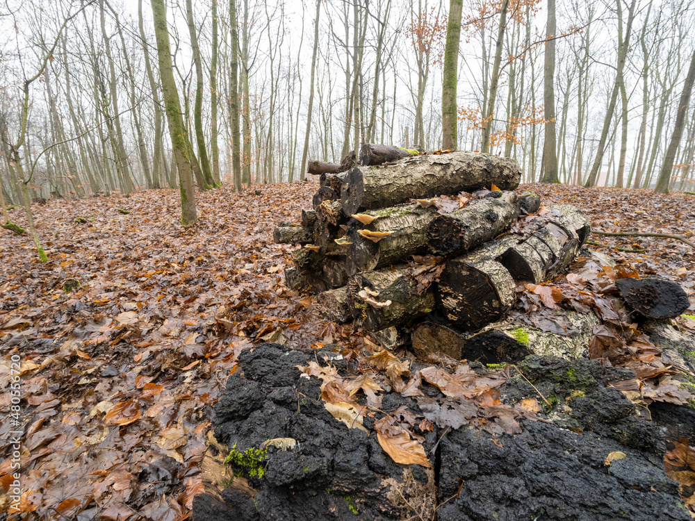 pile of rotten wood in the forest