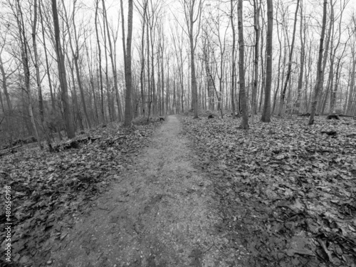 muddy path in autumn forest in black white