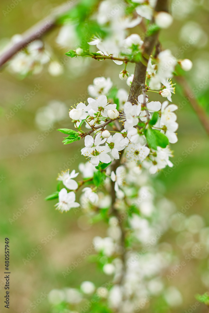 Branches of Blooming cherry tree flowers for easter and spring greeting cards with copy space, Beautiful floral spring background of nature, springtime concept Branches of Blooming cherry tree flowers for easter and spring greeting cards with copy space, Beautiful floral spring background of nature, springtime concept